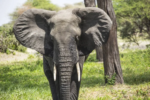 Afrikaanse Olifanten Tarangire National Park Tanzania Hoofd Van Afrikaanse Olifant — Stockfoto