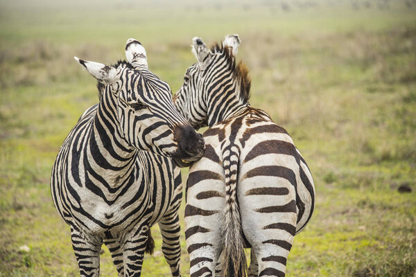 African zebras. Zebras biting each other. Zebras at Serengeti National Park, Tanzania