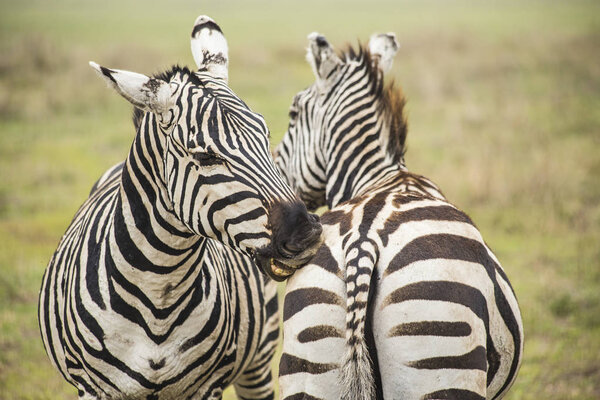 African zebras. Zebras biting each other. Zebras at Serengeti National Park, Tanzania