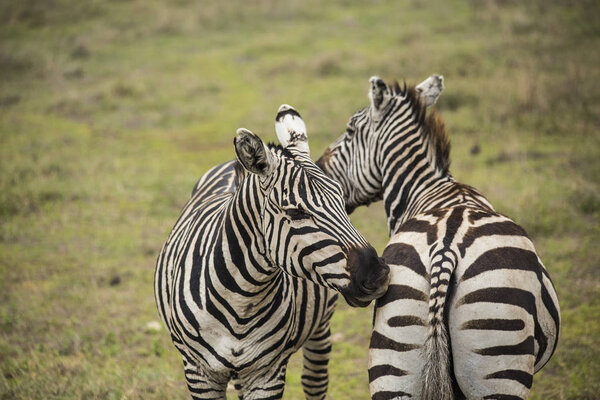 African zebras. Zebras biting each other. Zebras at Serengeti National Park, Tanzania