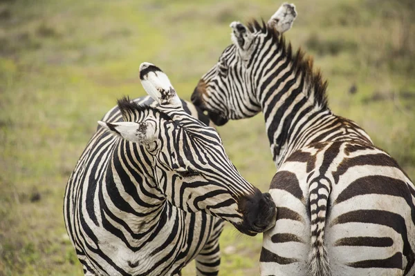 Afrika zebralar. Zebralar birbirlerine ısırma. Zebralar, Serengeti Milli Parkı, Tanzanya