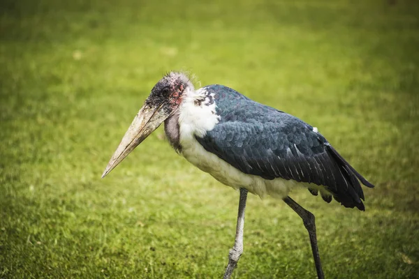 Des Oiseaux Africains Cigogne Marabou Parc National Ngorongoro Tanzanie — Photo