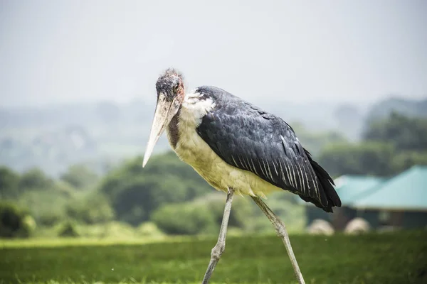 Aves Africanas Stork Marabou Parque Nacional Ngorongoro Tanzânia — Fotografia de Stock