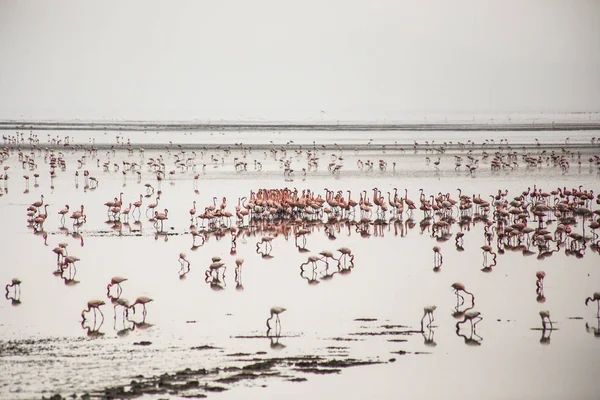 Grupo Flamingos Parque Nacional Lago Manyara Aves Africanas Safári Africano — Fotografia de Stock