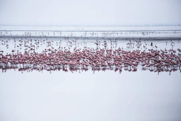 Grupo Flamingos Parque Nacional Lago Manyara Aves Africanas Safári Africano — Fotografia de Stock