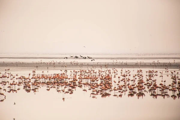Grupo Flamingos Parque Nacional Lago Manyara Aves Africanas Safári Africano — Fotografia de Stock