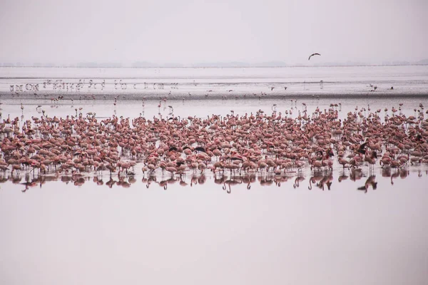 马尼亚拉湖国家公园的弗拉明戈斯集团 非洲鸟类 非洲狩猎之旅非洲火烈鸟坦桑尼亚马尼亚拉国家公园 — 图库照片