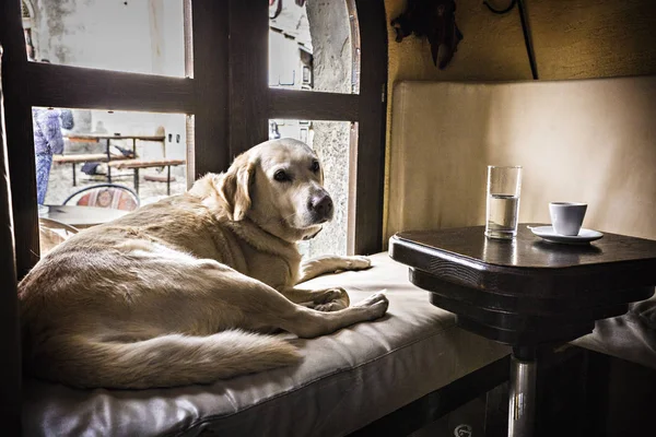 Bonito Cão Golden Retriever Deitado Banco Perto Janela Café Mesa — Fotografia de Stock