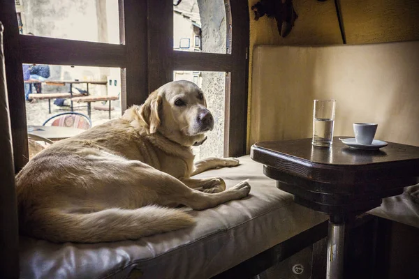 Bonito Cão Golden Retriever Deitado Banco Perto Janela Café Mesa — Fotografia de Stock