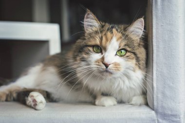 Şirin yeşil gözlü kedi beyaz sandalyeye dinlenme. Yerli kedi portre.