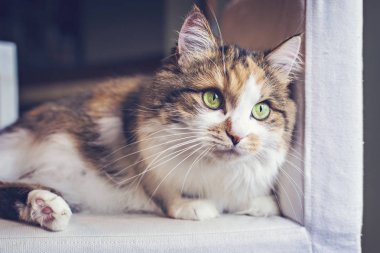 Şirin yeşil gözlü kedi beyaz sandalyeye dinlenme. Yerli kedi portre.