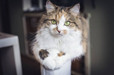 Şirin yeşil gözlü kedi beyaz sandalyeye dinlenme. Yerli kedi portre.