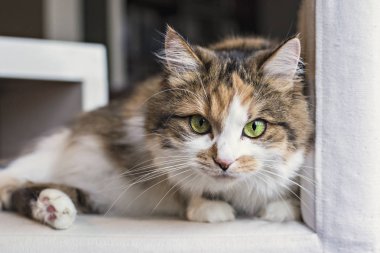 Şirin yeşil gözlü kedi beyaz sandalyeye dinlenme. Yerli kedi portre.