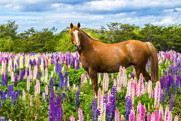 Caballo Campo Altramuces Patagonia Argentina — Foto de Stock