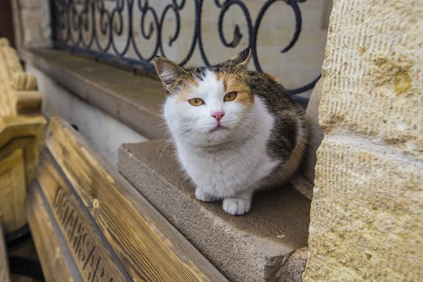 Ortahisar Turkey December 2018 Red White Cat Bench Turkish Town — Stock Photo, Image