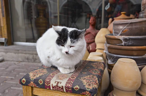 Ortahisar Turkey December 2018 Red White Cat Bench Turkish Town — Stock Photo, Image