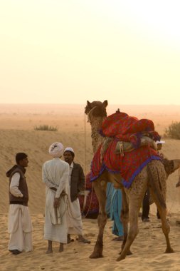 JAISALMER, INDIA - Aralık 2016: Camel 'ler Jaisalmer, Rajasthan, Hindistan' daki Thar çölünde sergileniyor
