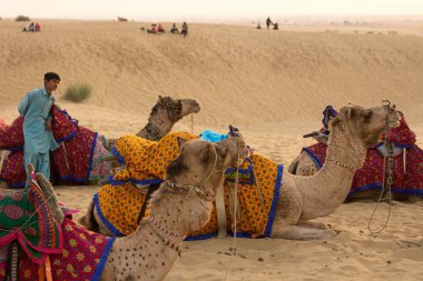 JAISALMER, INDIA - 23 Aralık 2015: Rajasthani adam ve devesi Jaisalmer, Hindistan 'da Thar çölünde