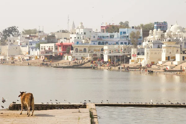 Pushkar India Pushkar Helig Sjö Rajasthan Indien — Stockfoto