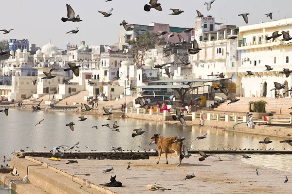 Pushkar India Pushkar Helig Sjö Rajasthan Indien — Stockfoto