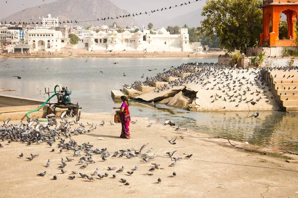 Pushkar India December 2015 Indian Woman Feeding Pigeons Pushkar Holy — Stockfoto