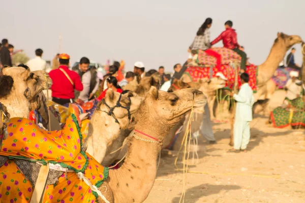 Jaisalmer Índia Dezembro 2016 Espetáculo Camelos Deserto Thar Não Muito — Fotografia de Stock