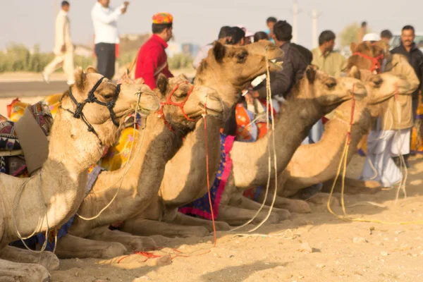 Jaisalmer India Grudzień 2016 Pokaz Wielbłądów Pustyni Thar Niedaleko Jaisalmer — Zdjęcie stockowe