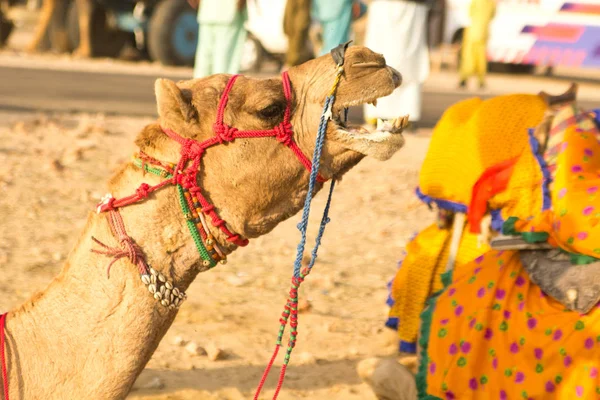 Jaisalmer India Grudzień 2016 Pokaz Wielbłądów Pustyni Thar Niedaleko Jaisalmer — Zdjęcie stockowe