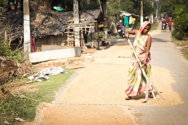 Kurutma için tahıl karıştıran Hintli kadın, Puri, Odisha, Hindistan
