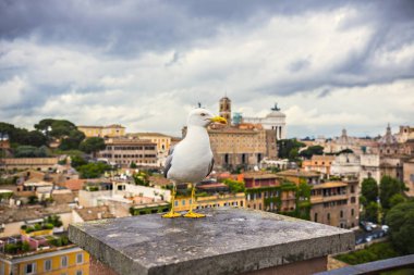 Rome, İtalya - Mayıs 2018: Roman Forum, görünümü açısından. Martı ön planda. Antik Roma kenti, İtalya