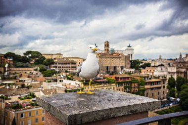 Rome, İtalya - Mayıs 2018: Roman Forum, görünümü açısından. Martı ön planda. Antik Roma kenti, İtalya