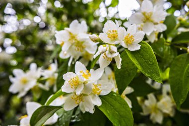 Yasemin çalı, yağmur damlaları ile yasemin çiçekleri, yasemin çiçeği çiçekleri arka plan