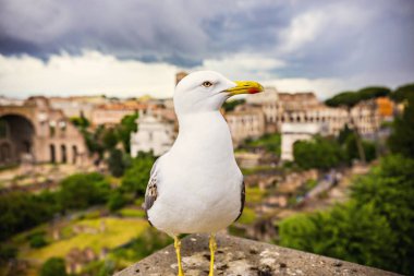 Rome, İtalya - Mayıs 2018: Roman Forum, görünümü açısından. Martı ön planda. Antik Roma kenti, İtalya