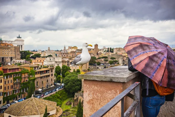 Rome Olaszország 2018 Május Római Fórum Nézd Szemszögéből Sirály Előtérben — Stock Fotó