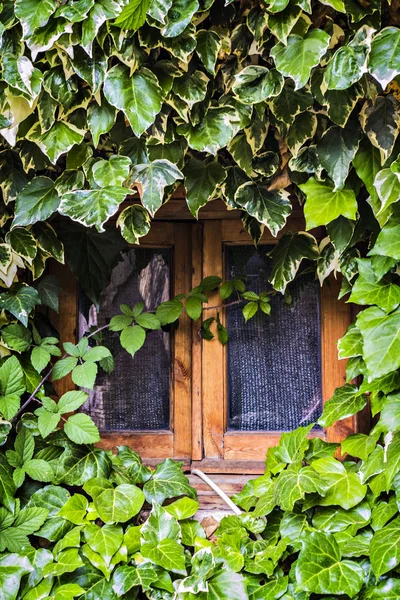 Ivy-covered house in the center of Rome city, Italy. Ivy house background, Rome