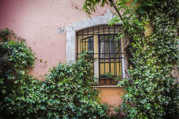 Ivy-covered house in the center of Rome city, Italy. Ivy house background, Rome