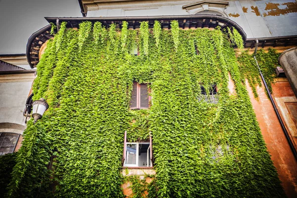 Murgröna Täckta Hus Staden Centrerar Rome Italien — Stockfoto