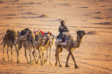 Wadi Rum, Ürdün - Mart 2019: Deve karavan çölde Wadi Rum, Orta Doğu, Ürdün