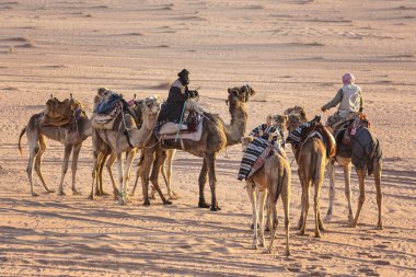 Wadi Rum, Ürdün - Mart 2019: Deve karavan çölde Wadi Rum, Orta Doğu, Ürdün