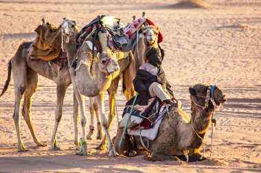Wadi Rum, Ürdün - Mart 2019: Deve karavan çölde Wadi Rum, Orta Doğu, Ürdün