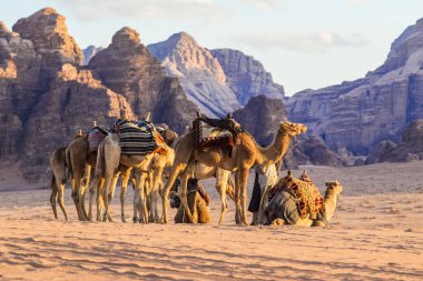 Wadi Rum, Ürdün - Mart 2019: Deve karavan çölde Wadi Rum, Orta Doğu, Ürdün