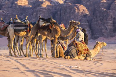 Wadi Rum, Ürdün - Mart 2019: Deve karavan çölde Wadi Rum, Orta Doğu, Ürdün