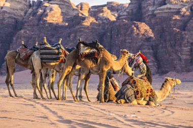Wadi Rum, Ürdün - Mart 2019: Deve karavan çölde Wadi Rum, Orta Doğu, Ürdün