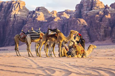 Wadi Rum, Ürdün - Mart 2019: Deve karavan çölde Wadi Rum, Orta Doğu, Ürdün