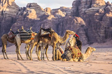 Wadi Rum, Ürdün - Mart 2019: Deve karavan çölde Wadi Rum, Orta Doğu, Ürdün