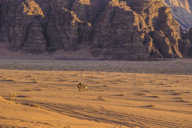 Wadi Rum, Ürdün - Mart 2019: Deve karavan çölde Wadi Rum, Orta Doğu, Ürdün