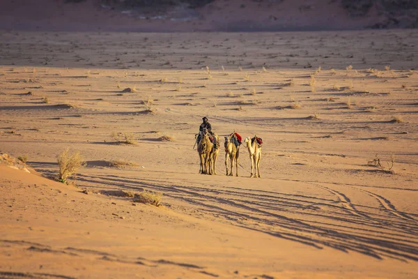 Wadi Rum Jordania Marzo 2019 Caravana Camellos Con Hombre Beduino — Foto de Stock