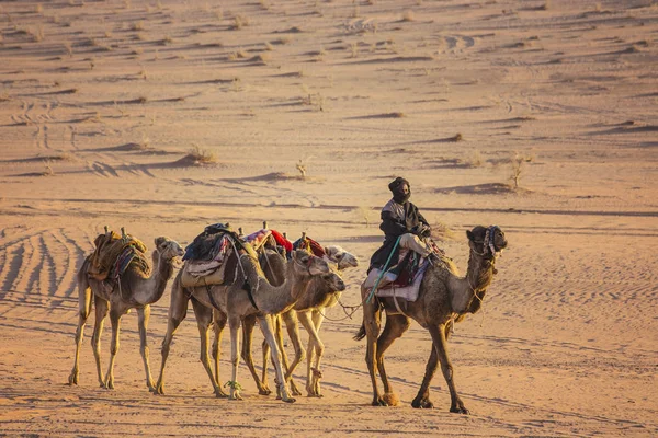 Ama Rum Jordanie Mars 2019 Caravane Chameaux Dans Désert Wadi — Photo