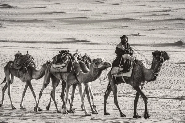 Wadi Rum Jordania Marca 2019 Karawana Wielbłądów Pustyni Wadi Rum — Zdjęcie stockowe