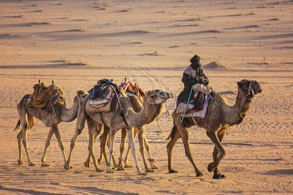 Wadi Rum Jordania Marzo 2019 Caravana Camellos Desierto Wadi Rum — Foto de Stock